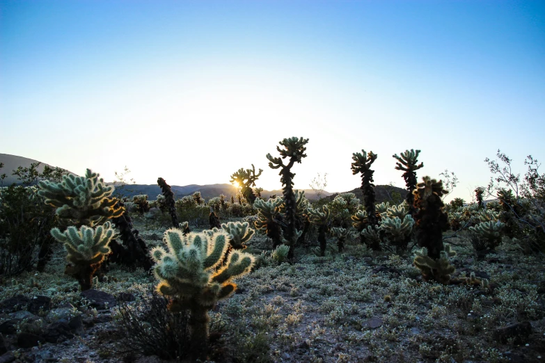 some very cute little cactus plants in a big field