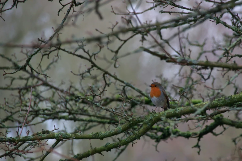 a bird is standing on a nch of a tree