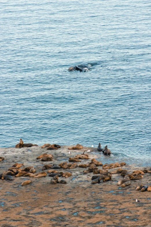 two adult and one young seagulls swimming in the water