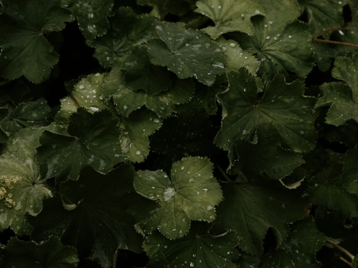 green leaves with drops of water sitting on them