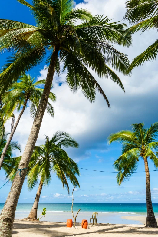 palm trees on the beach with a white sand background