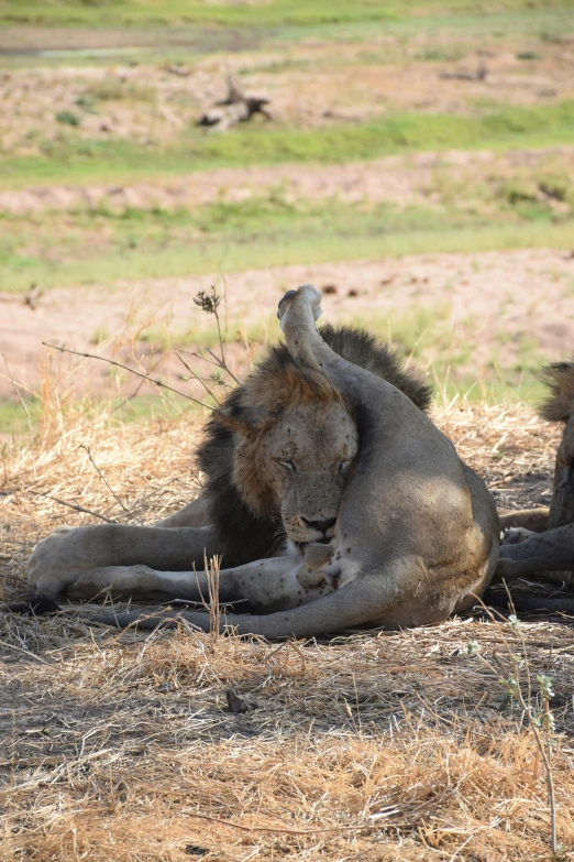 a lion rolling around on top of a dry grass covered field