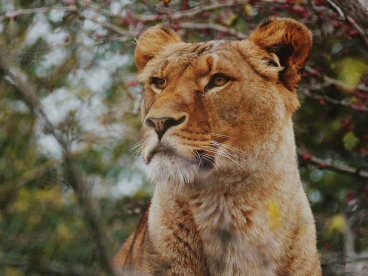 an animal with a very long hair is staring off in the distance