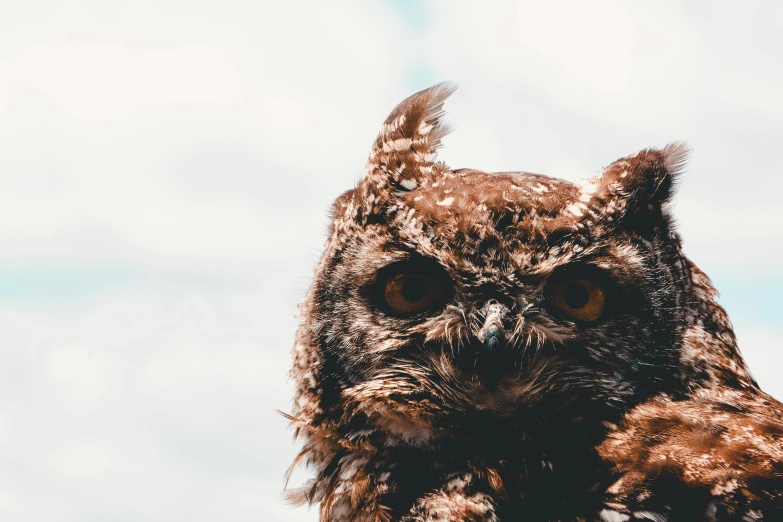 an owl looks straight ahead as it stands on a nch