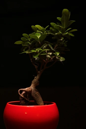 a small tree grows in a pot