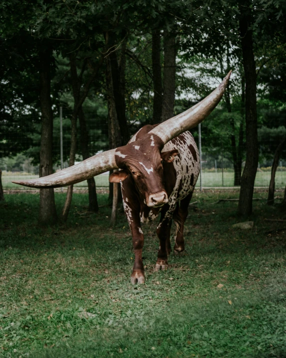 an animal that is sitting in the grass