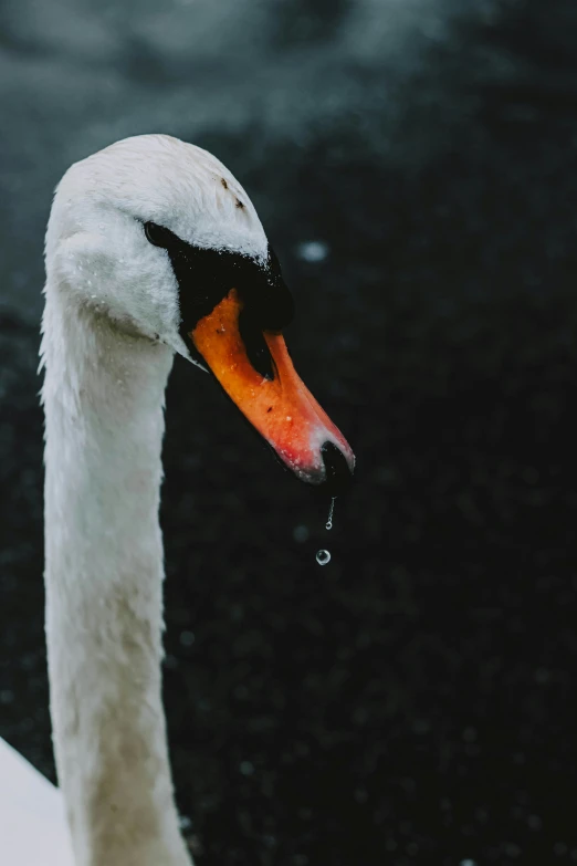 a large white bird on a lake in the snow