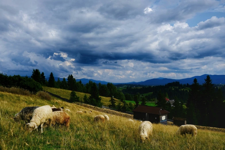 a flock of sheep graze on a grassy hill