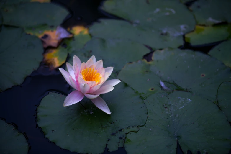 a pink water lily with yellow center blooming in water
