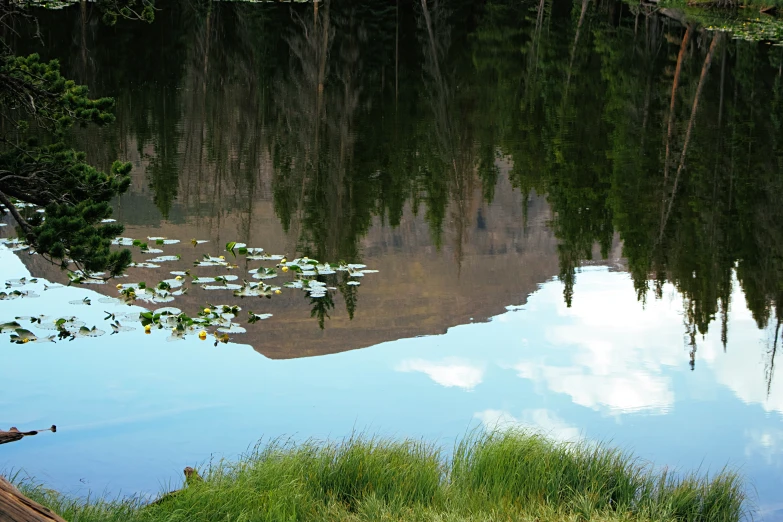 some water lilies trees and plants and water