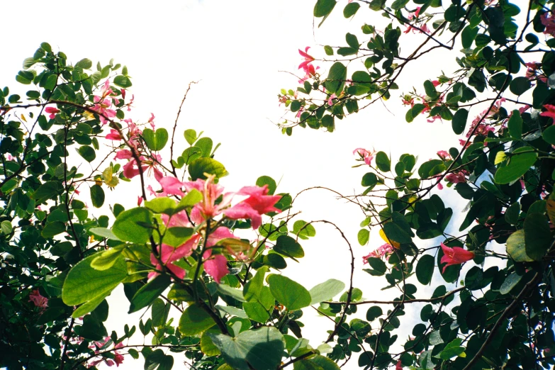 some pink flowers hanging from a tree