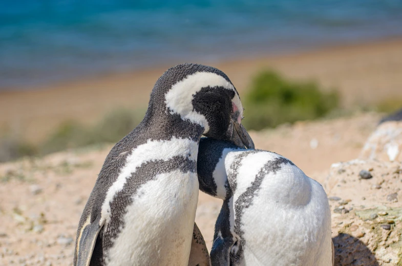 two birds sitting next to each other on the sand