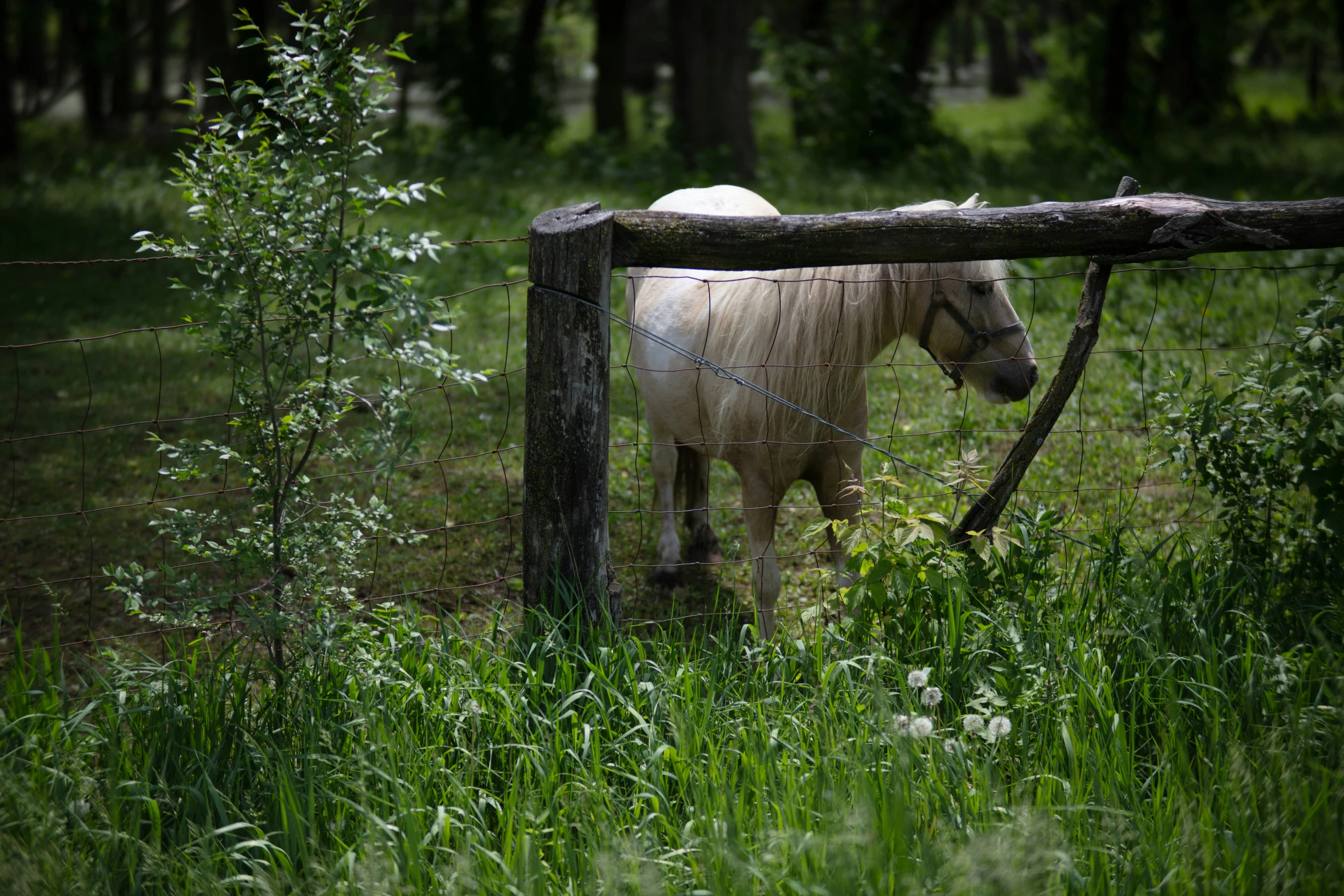 a small white horse behind a fence on green grass