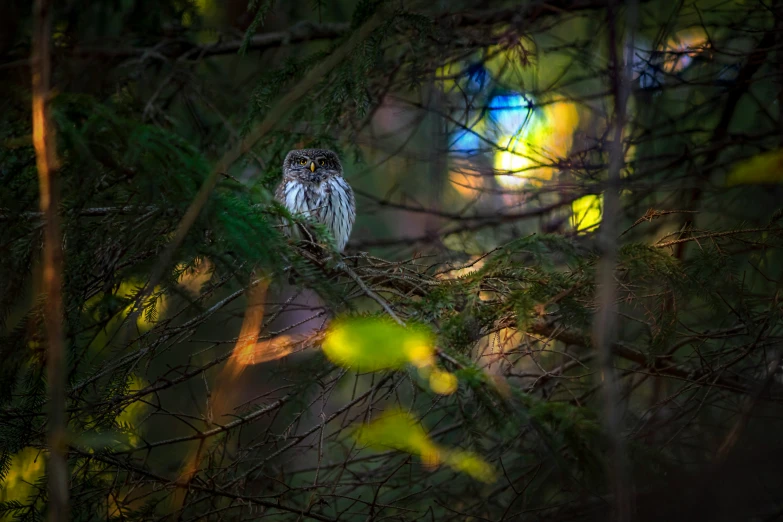 an owl that is perched on a nch