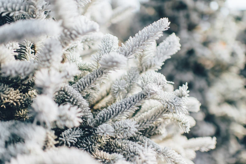 an up close picture of some pine needles and frothy fur