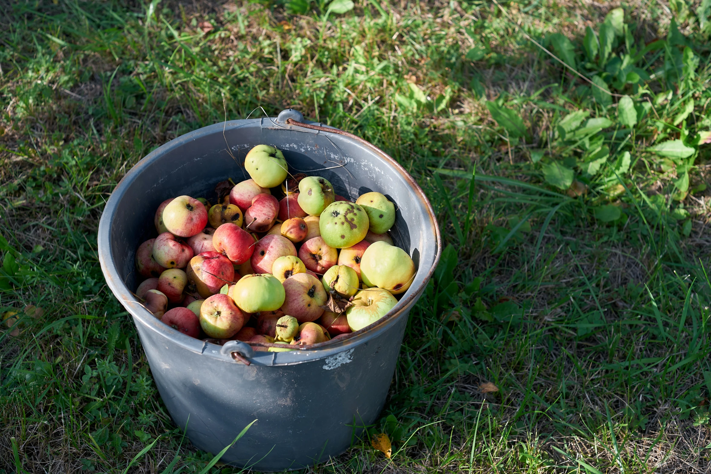 a bucket full of apples sitting in the grass