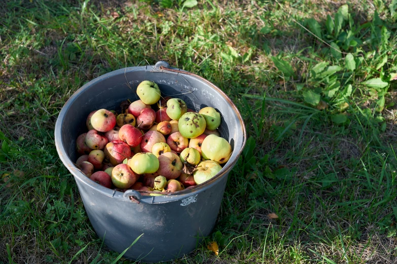 a bucket full of apples sitting in the grass