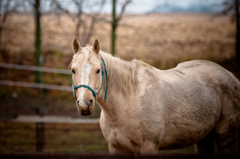 a white horse standing in front of a forest