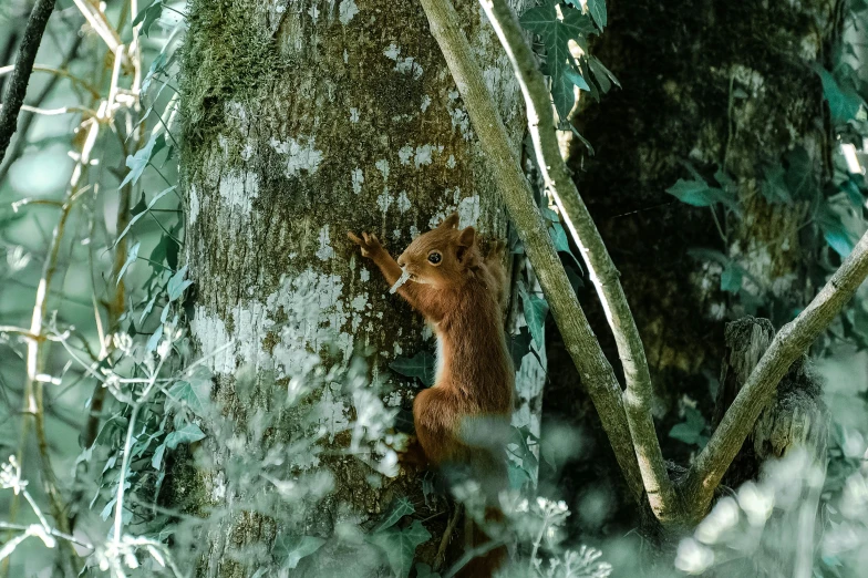 a small squirrel standing on the side of a tree