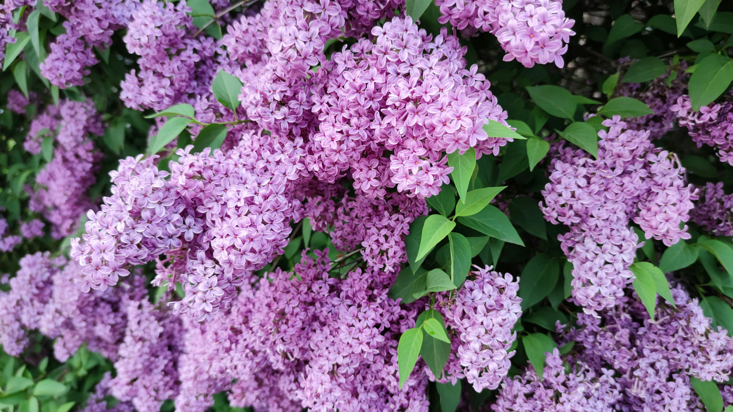 a large bunch of lila flowers hanging from the top of a tree