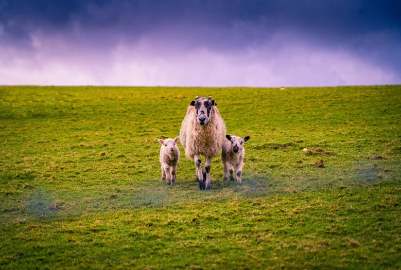 two lambs are seen in the foreground, while another stands in the background