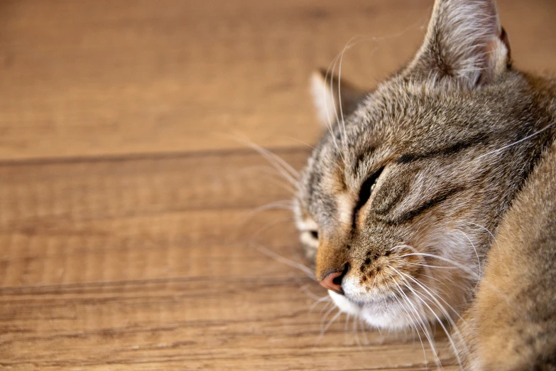 this is a cat sitting and sleeping on a wood floor