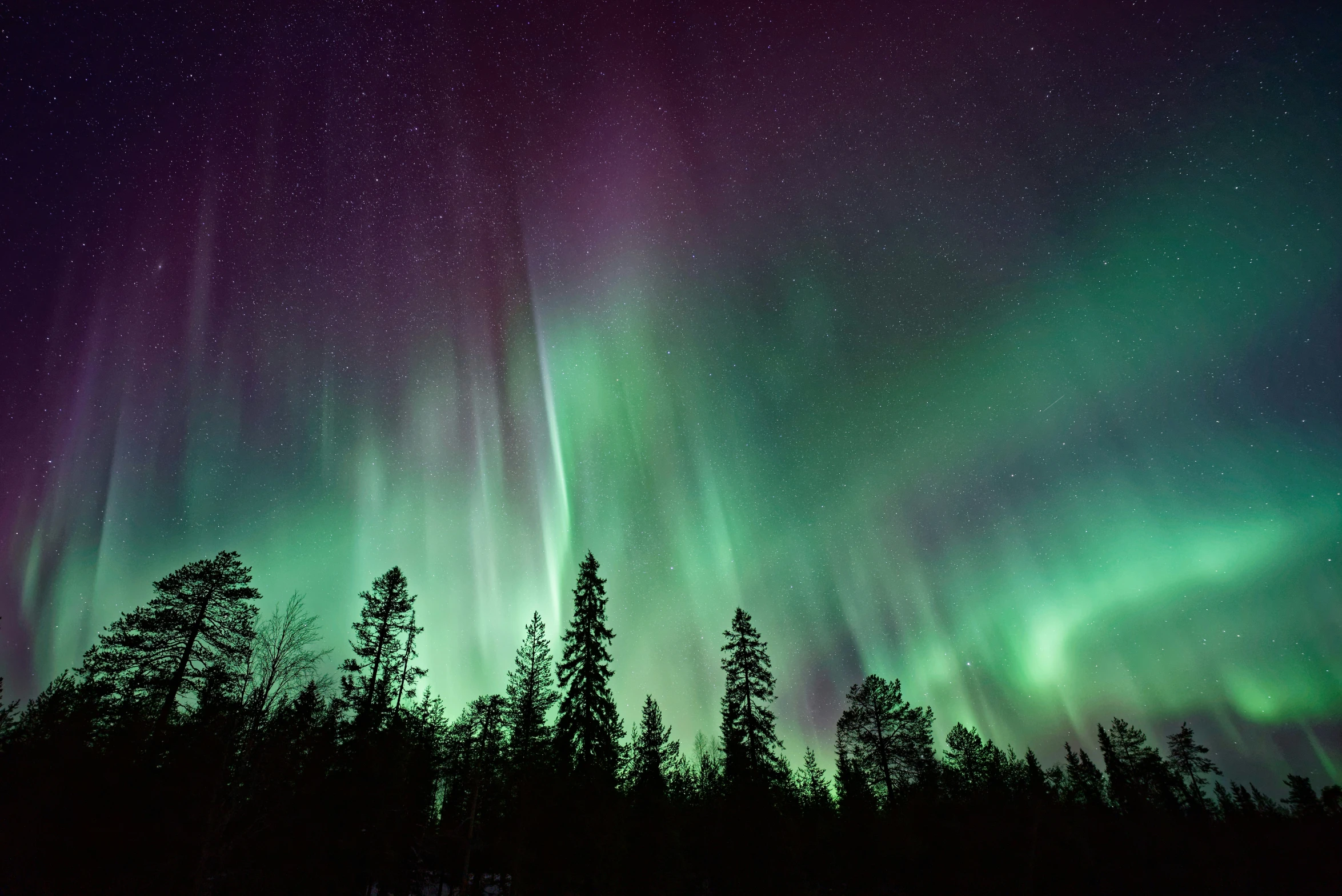 the aurora in the night sky over a pine forest