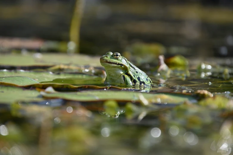 a green frog is sitting in the water and staring at soing
