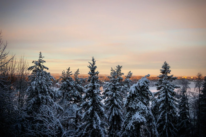 the view from the top of a hill of snow - covered trees