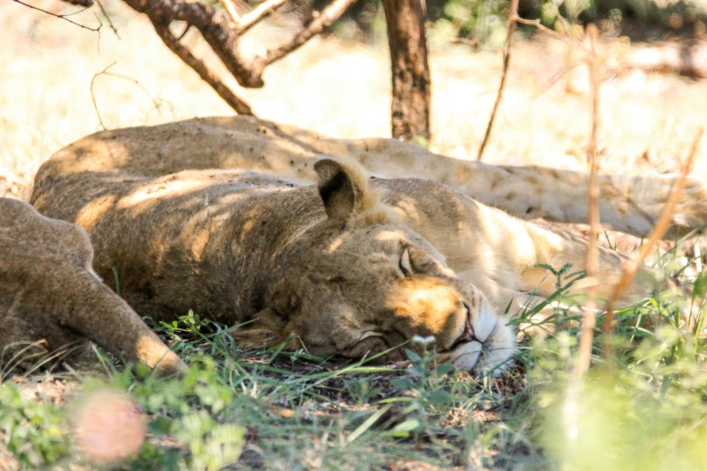 two lions resting in the grass under some trees