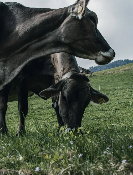 two cows grazing in the grass together