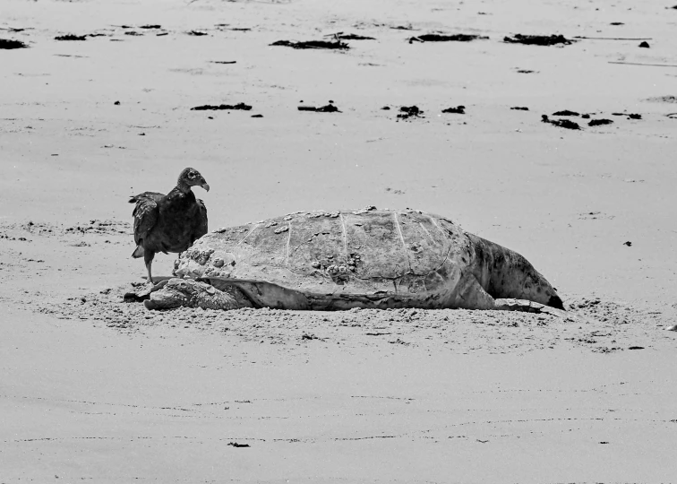 a large turtle laying on top of a sandy beach