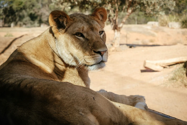 an adult lion resting in the shade of a tree