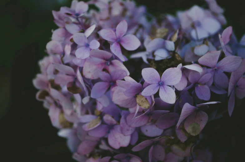 a bunch of purple flowers blooming in the middle of the night