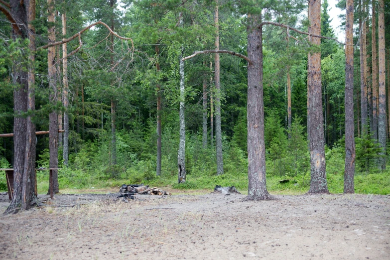 some trees and dirt in the woods by itself