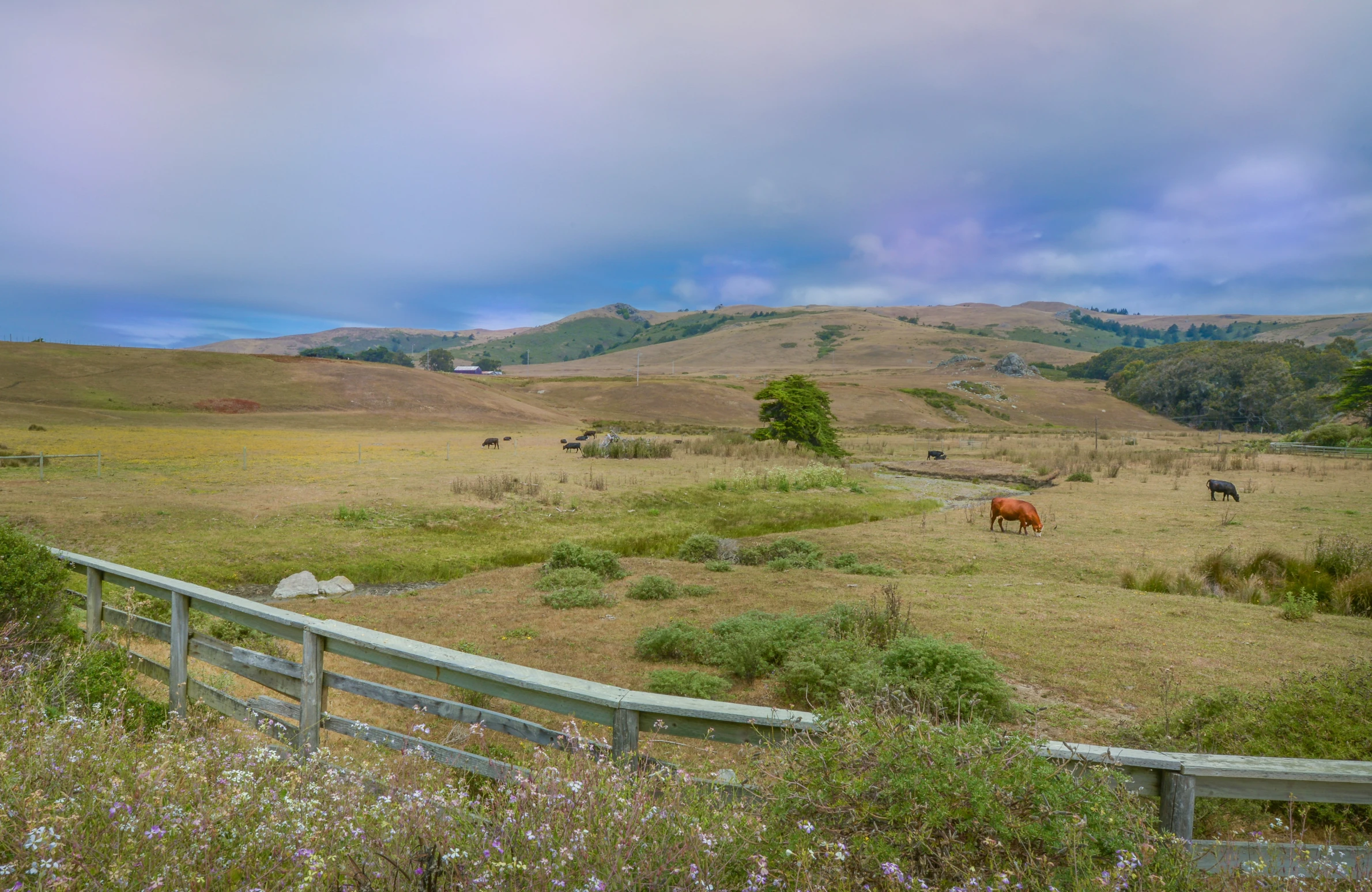 the horses are standing in the field eating