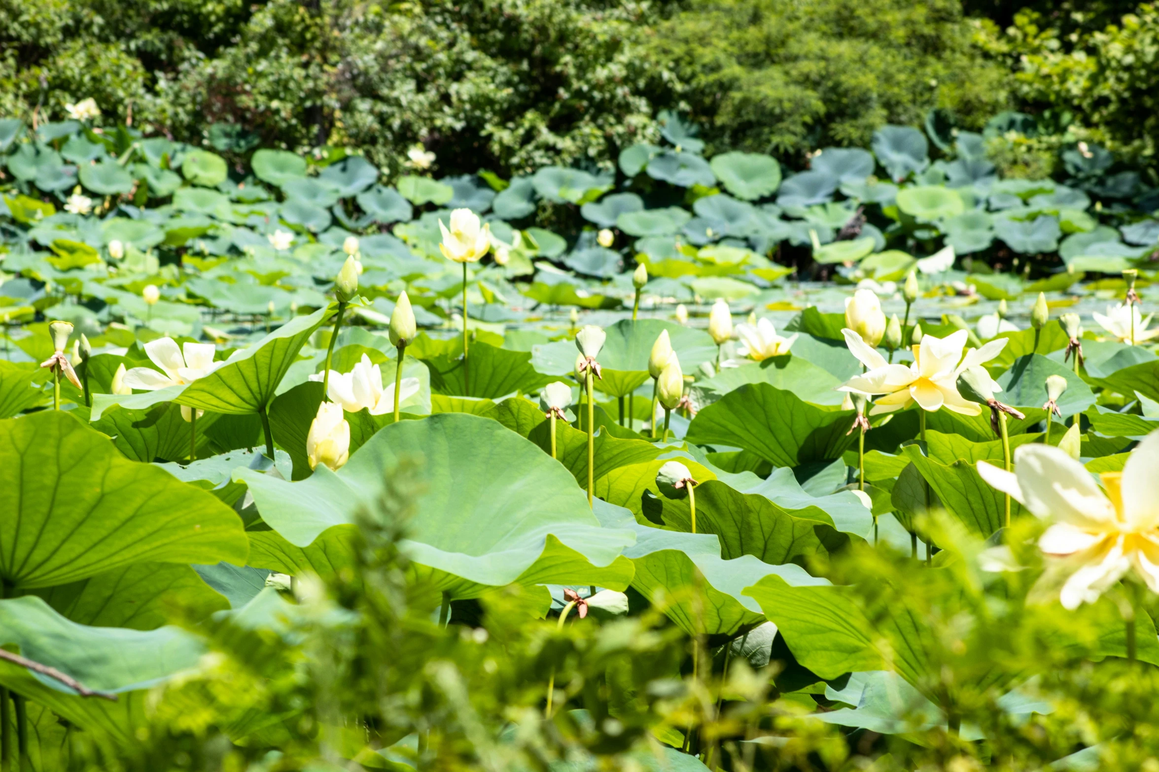 a field full of tall green plants with white flowers