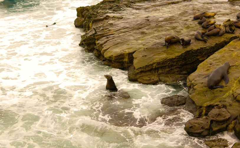 an animal is swimming through a body of water