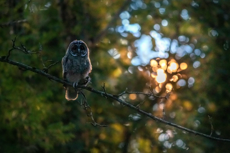 a small owl sitting on top of a tree nch