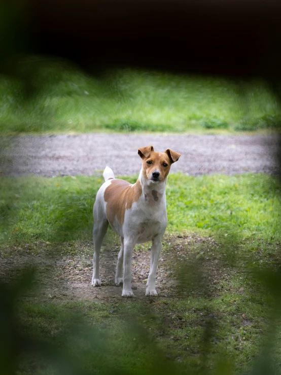 a small brown and white dog standing in the grass