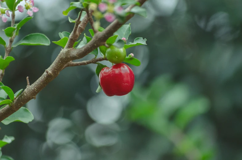 a tree with a cherry hanging from the nch