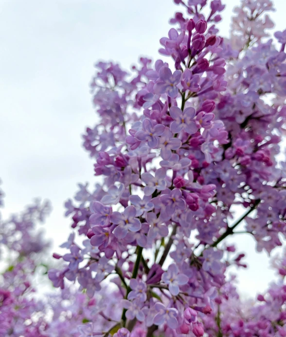 purple lilacs against a gray sky with small clouds