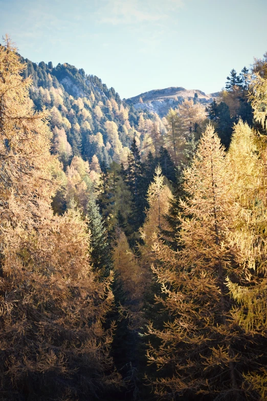 many trees in a mountain forest with a blue sky