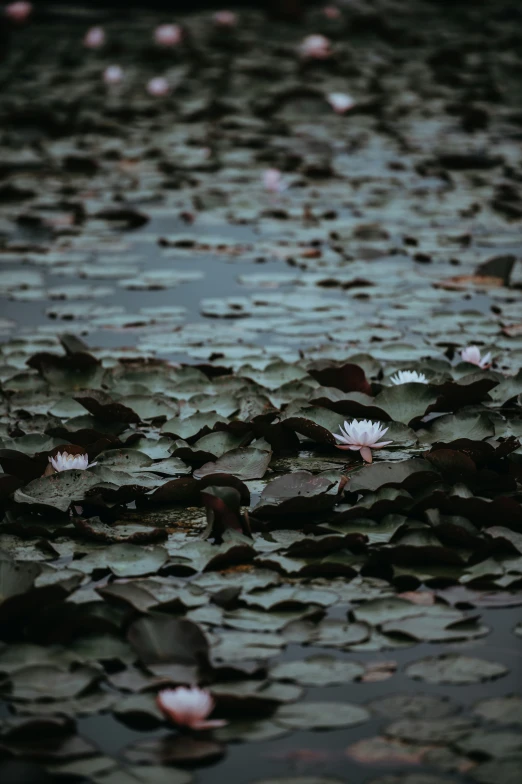 flowers that are floating in a pond