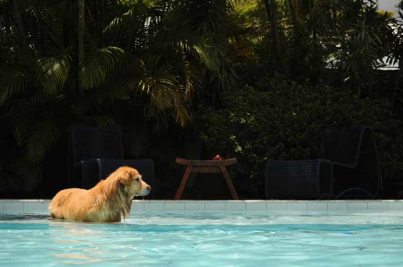 a very big dog in a pool with chairs