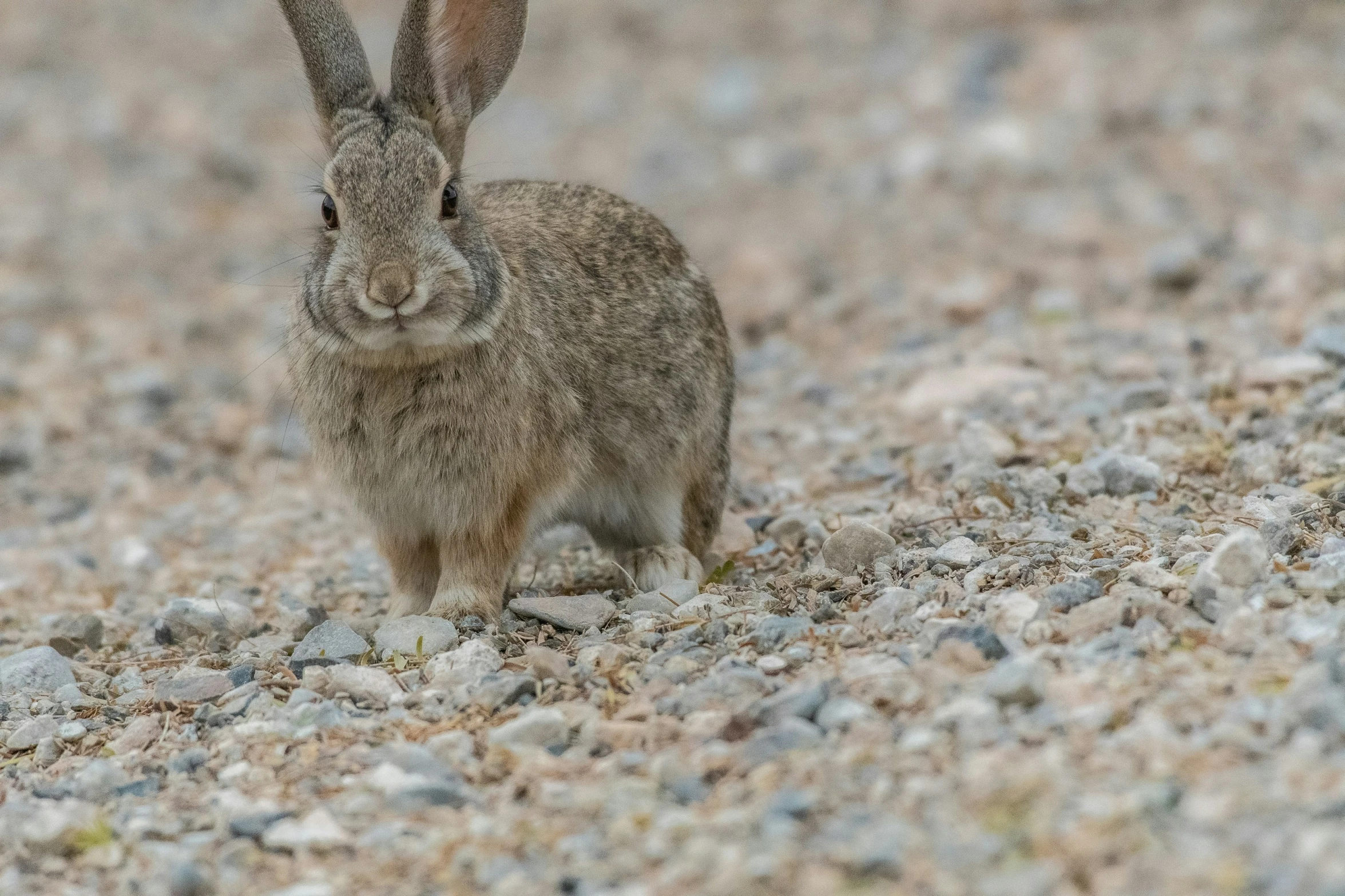 the rabbit is standing alone on the rocks