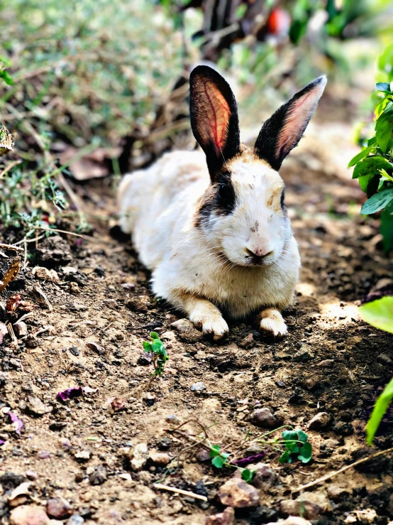 the white rabbit is laying down on the ground