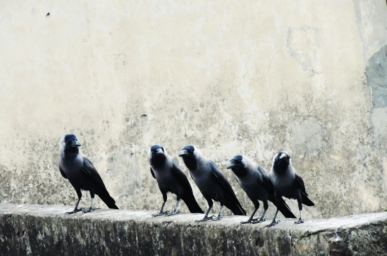 a group of birds are sitting on a ledge