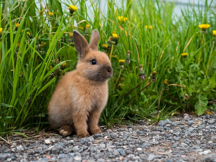 a bunny sitting in the grass by some flowers