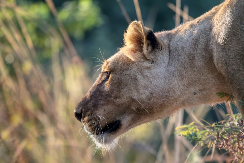 a large animal standing near a bush covered in flowers